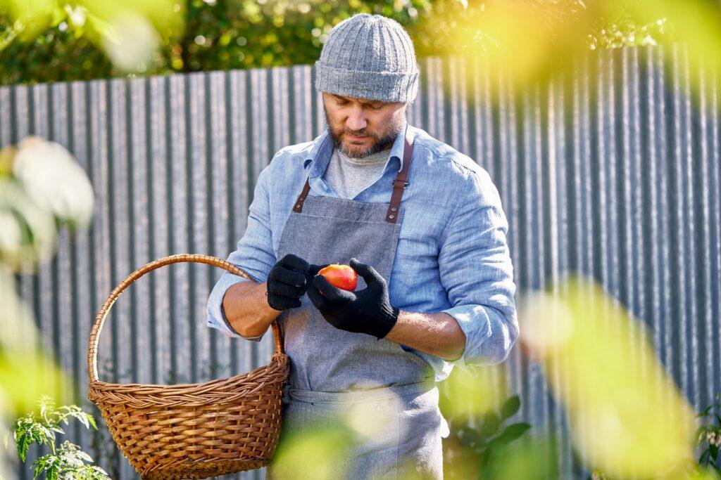 Male farmer picking fresh tomatoes from his hothouse garden