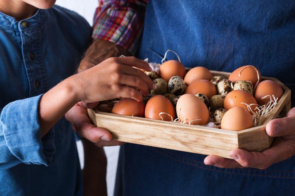 Senior farmer man holding in hands fresh organic eggs